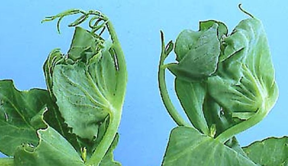 Flax tortrix moth damage